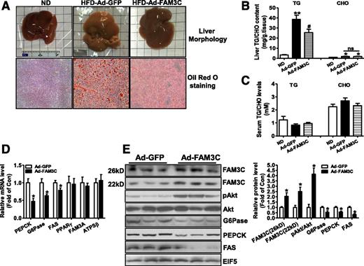 Figure 3. FAM3C overexpression repressed gluconeogenic and lipogenic gene expression in the livers of HFD-fed mice. A: Representative images of liver morphology and liver samples stained with Oil Red O. B: Quantitative assays of TG and CHO content in the livers of HFD mice. C: Serum TG and CHO levels of HFD mice treated with Ad-GFP or Ad-FAM3C. n = 10–12; *P < 0.05, **P < 0.01 vs. ND mice, #P < 0.05 vs. Ad-GFP group of mice; ns = not significant. D: FAM3C overexpression reduced the mRNA levels of PEPCK, G6Pase, and FAS in HFD mouse livers. n = 10–12; *P < 0.05 vs. Ad-GFP group of mice. E: FAM3C overexpression increased the pAkt level with a decrease in protein levels of PEPCK, G6Pase, and FAS in HFD mouse livers. Representative gel images are shown in the left panel, and quantitative data are shown in the right panel. n = 6–8; *P < 0.05 vs. Ad-GFP mice.