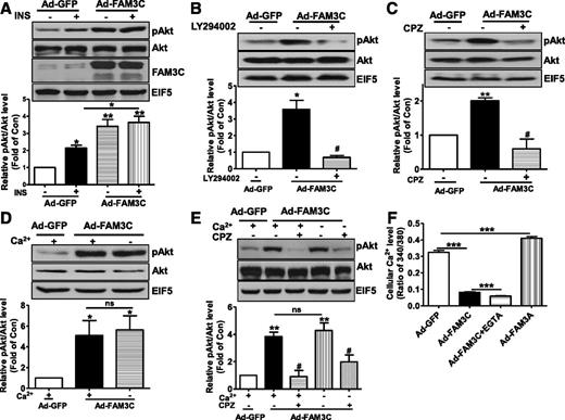 Figure 4. FAM3C stimulated Akt activation via the CaM-PIK3 pathway in HepG2 cells. A: FAM3C activated Akt independent of insulin stimulation. Cells were infected with 25 multiplicity of infection of Ad-GFP or Ad-FAM3C for 24 h, were serum-starved for 12 h, and then were stimulated with 100 nmol/L insulin for 5 min. Inhibition of PI3K (B) and CaM (C) blocked FAM3C-induced Akt activation. Cells were infected with Ad-GFP or Ad-FAM3C for 24 h, and then LY294002 (50 μmol/L) and CPZ (100 μmol/L) were added in at 1 h before being lysed for pAkt analysis. D: FAM3C-induced Akt activation was not dependent on influx of extracellular calcium. At 24 h after viral infection, cell culture medium was replaced with calcium-free medium plus 0.5 mmol/L EGTA for 2 h, and then the pAkt level was analyzed. E: FAM3C-induced Akt activation was dependent on CaM at the presence or absence of extracellular calcium. n = 3–5; *P < 0.05, **P < 0.01 vs. Ad-GFP–treated cells or between two indicated groups; #P < 0.05 vs. Ad-FAM3C–treated cells without treatment of inhibitors; ns = not significant. F: FAM3C overexpression reduced cellular calcium levels in HepG2 cells. Ad-FAM3C+EGTA­– and Ad-FAM3C–infected cells were treated with calcium-free medium plus 0.5 mmol/L EGTA for 2 h before calcium measurement. Ad-FAM3A–infected cells were a positive control. The data are presented as mean ± SEM of more than 60 cells from 3 independent experiments. ***P < 0.001 between two indicated groups.