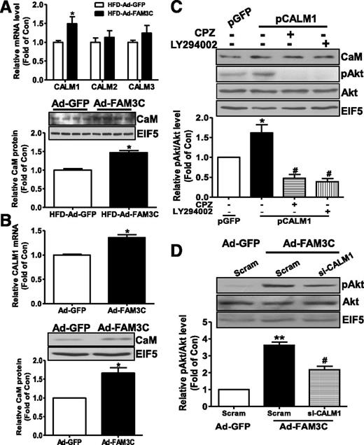 Figure 5. FAM3C upregulated CaM to activate Akt. A: FAM3C overexpression increased the CALM1 but not CALM2/3 mRNA (upper panel) and CaM protein (lower panel) levels in HFD mouse livers. n = 6–8; *P < 0.05 vs. Ad-GFP mice. B: FAM3C overexpression increased the CALM1 mRNA (upper panel) and CaM protein (lower panel) levels in HepG2 cells. Cellular gene expression was analyzed 24 h after viral infection. C: Overexpression of CaM via plasmid overexpression activated Akt in HepG2 cells via the PI3K pathway. Transfected cells were treated with CPZ or LY294002 for 1 h before being lysed for analysis. D: siRNA-mediated silencing of CaM inhibited FAM3C-induced Akt activation in HepG2 cells. Cells were treated with siCALM1 or scrambled (Scram) siRNA for 6 h, followed by infection with Ad-GFP or Ad-FAM3C for 24 h. n = 5; *P < 0.05, **P < 0.01 vs. Ad-GFP–treated cells; #P < 0.05 vs. Ad-FAM3C–treated cells with scrambled siRNA treatment.
