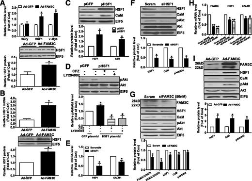 Figure 6. FAM3C upregulated HSF1 to activate CaM expression in mouse livers and cultured liver cells. A: FAM3C overexpression upregulated the mRNA and protein levels of HSF1 in HFD mouse livers. The mRNA data are shown in the upper panel and protein data in the lower panel. n = 6–8; *P < 0.05 vs. Ad-GFP–treated mouse livers. B: FAM3C overexpression upregulated the mRNA and protein levels of HSF1 in HepG2 cells. The mRNA data are shown in the upper panel and protein data in the lower panel. n = 5; *P < 0.05 vs. Ad-GFP–treated cells. C: Overexpression of HSF1 via plasmid transfection upregulated the CaM protein level in HepG2 cells. n = 5; *P < 0.05 vs. GFP plasmid. D: HSF1 overexpression activated Akt via the CaM-PI3K pathway. n = 5; *P < 0.05 vs. GFP plasmid, #P < 0.05 vs. HSF1 plasmid. E and F: Silencing of HSF1 repressed CaM expression in HepG2 cells. The cells were treated with 50 nmol/L siHSF1 or scrambled (Scram) siRNA for 24 h, and then gene expression was analyzed. The mRNA data are shown in E and the protein data in F. n = 4; *P < 0.05 vs. cells treated with scrambled siRNA. G and H: Silencing of FAM3C reduced HSF1 and CaM expression in HepG2 cells. Cells were transfected with 50 nmol/L siFAM3C mixture or scrambled siRNA. siFAM3C, small interfering RNAs against the human FAM3C mRNA coding sequence. The protein data are shown in G and the mRNA data in H. n = 5; *P < 0.05, **P < 0.01 vs. scramble-treated cells. I: FAM3C overexpression upregulated HSF1 and CaM protein expression in primary mouse hepatocytes. n = 5; *P < 0.05 vs. control cells treated with Ad-GFP.