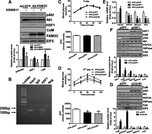 Figure 7. Hepatic HSF1 overexpression activated the CaM-Akt pathway to ameliorate hyperglycemia of HFD mice. A: Inhibition of HSF1 repressed FAM3C-induced increase in pAkt and CaM protein levels in HepG2 cells. Infected cells were treated with HSF1 inhibitor KRIBB11 (3 μmol/L) for 24 h before being lysed for protein extraction. n = 3–5; *P < 0.05 vs. control cells, #P < 0.05 vs. Ad-FAM3C-infected cells. B. HSF1 bound to the putative sites in human CALM1 promoter. ChIP was performed as described in research design and methods using HepG2 cells. Input, positive control; IgG, precipitated sample using IgG; HSF1, precipitated sample using anti-HSF1; Neg, PCR amplification using water as negative template. C and D: Hepatic overexpression of HSF1 and CALM1 ameliorated glucose intolerance and fasting hyperglycemia in HFD mice. The OGTT data and AUC analysis at 0 and 3 days after plasmid injection shown in A and B, respectively. E: HSF1 and CALM1 overexpression repressed the mRNA levels of gluconeogenic and lipogenic genes. F and G: HSF1 and CALM1 overexpression increased the pAkt level and repressed the protein levels of gluconeogenic and lipogenic genes. n = 6–8; *P < 0.05 vs. control mice treated with pGFP.