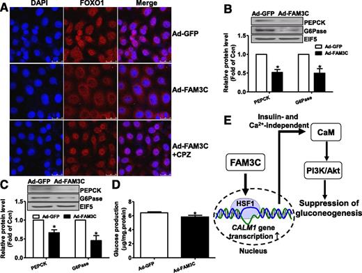 Figure 8. FAM3C repressed FOXO1 activity and gluconeogenesis. A: FAM3C overexpression promoted nuclear exclusion of FOXO1, which was blocked by inhibiting CaM using CPZ in HepG2 cells. Ad-FAM3C+CPZ, Ad-FAM3C infected cells were treated with CPZ for 1 h before confocal microscopy scanning. The images are the representatives of independent experiments. B and C: FAM3C overexpression repressed gluconeogenic gene expression in HepG2 cells and primary mouse hepatocytes. FAM3C overexpression for 24 h repressed PEPCK and G6Pase in HepG2 cells (B) and mouse hepatocytes (C). D: FAM3C overexpression suppressed glucose production in HepG2 cells. n = 4; *P < 0.05 vs. control cells treated with Ad-GFP. E: Schematic map summarizing the mechanism of FAM3C-induced Akt activation in hepatocytes. FAM3C upregulated HSF1 to promote CALM1 transcription, leading to increased CaM protein level, which activates the PI3K-Akt pathway to regulate glucose and lipid metabolism in hepatocytes via an insulin- and Ca2+-independent mechanism.