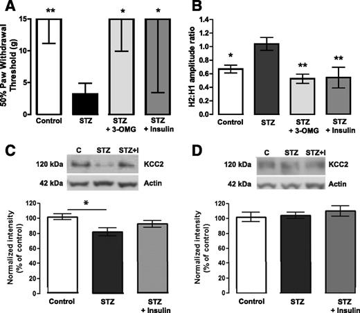 Figure 1. Fifty percent paw withdrawal threshold (A) and RDD measured as H2-to-H1 amplitude ratio (B) in controls, STZ diabetic (STZ) rats, STZ + 3-OMG rats, and STZ diabetic rats treated with insulin (STZ + Insulin) after 8 weeks of diabetes. For A, data are presented as group median ± interquartile range. **P < 0.01, *P < 0.05 compared with STZ by the Kruskal-Wallis test followed by the Dunn multiple comparisons test. For B, data are presented as group mean ± SEM. **P < 0.01, *P < 0.05 compared with STZ by one-way ANOVA followed by the Tukey post hoc test. C and D: Upper panel shows Western blots of KCC2 and actin protein in lumbar dorsal (C) or ventral (D) spinal cord of control (C), STZ diabetic (STZ), and insulin-treated STZ diabetic (STZ+I) rats. Lower panel shows KCC2 intensity normalized to actin loading control. Data are presented as mean ± SEM, with N = 5 animals/group, and pooled from three independently run Western blots. *P < 0.05 by one-way ANOVA followed by the Tukey post hoc test.