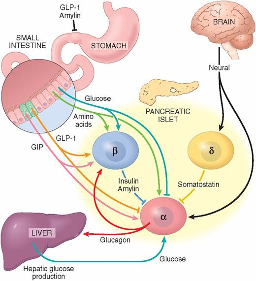 Figure 1. Some controls of glucagon secretion that may be involved in glucagon nonsuppression or tonically increased fasting glucagon levels in insulin resistance or diabetes (note that receptor mechanisms are not shown). As reviewed in detail elsewhere (1–5,26–28), nutrient, neural, endocrine, paracrine, and autocrine effects control glucagon secretion. The dynamic interactions among these controls are poorly understood. As the figure indicates, there are many possibilities for positive- and negative-feedback loops (e.g., glucagon stimulates both hepatic glucose production and insulin secretion, and both glucose and insulin inhibit glucagon secretion), for indirect effects (e.g., the incretin hormone glucagon-like peptide 1 [GLP-1] stimulates insulin and amylin secretion, both of which inhibit glucagon secretion, both by acting directly on the α-cells and by reducing gastric emptying), and for antagonistic effects (one example is that the incretin hormone GLP-1 inhibits glucagon secretion but the incretin hormone glucose-dependent insulinotropic polypeptide [GIP] stimulates it; another example is that mixed-nutrient meals increase both plasma glucose, which inhibits glucagon secretion, and plasma amino acids, which stimulates glucagon secretion, with the net result a brief stimulation of glucagon secretion). Somatostatin may contribute in situations in which insulin and glucagon secretion do not change in a simple inverse fashion, such as after mixed-nutrient meals. Finally, central and peripheral glucose-sensing neurons converge onto sympathetic and vagal efferents that drive insulin and glucagon secretion. α, pancreatic α-cell (glucagon); β, pancreatic β-cell (insulin); δ, pancreatic δ-cell (somatostatin); arrows, stimulatory inputs; T-ends, inhibitory inputs.