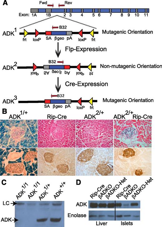 Figure 1. Conditional disruption of ADK gene expression. A: Schematic representation of the Adk locus and targeting construct: mutagenic orientation (ADK1), Flp recombinase–dependent nonmutagenic orientation (ADK2), and Cre recombinase–dependent mutagenic orientation (ADK3). Forward primer (Fwd), reverse primer (Rev), B32 primer, recombination sequences (Frt and LoxP), SA, and the β-galactosidase/βgeo are shown. B: Histochemical staining of pancreatic sections from Adk-targeted mice for β-galactosidase activity (blue); counterstaining with eosin (pink, top row) or insulin (brown, bottom row) are shown. C: ADK-directed Western blot of hepatic tissue lysates from Adk-targeted and control mice. A nonspecific upper band reflects sample loading (loading control [LC]). D: Liver and islet lysates probed for ADK and enolase (LC).