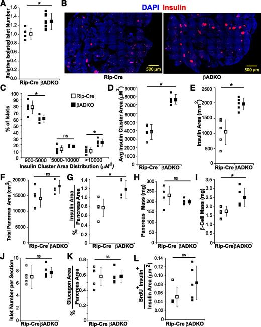 Figure 4. HFD-fed βADKO mice demonstrate increased β-cell but not α-cell mass. A: Relative number of islets isolated from 28-week (21 weeks of HFD) female HFD-fed Rip-Cre and βADKO mice (n = 8). The average number of islets isolated per mouse was 107.5 ± 10.1 and 141.7 ± 17.0 from HFD-fed Rip-Cre and βADKO mice, respectively. B: Representative images of 24-week female HFD-fed Rip-Cre– and βADKO-derived pancreatic sections stained for DAPI (blue) and insulin (red). C: Size distribution of insulin-positive area obtained from Rip-Cre and βADKO pancreatic sections (minimum of six per mouse) stained as in B (n = 5 mice/group). D and E: Average and total insulin-positive cluster area (n = 5 mice/group). F: Total pancreas area measured on the basis of DAPI staining. Data are mean ± SEM. G: Percentage of pancreatic area (DAPI) that is insulin-positive (n = 5). H: Average pancreatic weight (n = 5). I: Calculated β-cell mass by using data obtained from G and H (n = 5). J: Number of insulin-positive clusters per pancreatic section (no statistical difference detected). K: Percentage of total pancreatic area (DAPI) that costains for glucagon. L: β-Cell replication in HFD-fed Rip-Cre and βADKO mice measured as BrdU-positive cells per square micrometer of insulin staining (n = 5 mice/group, 10 sections per mouse; P = 0.06). *P < 0.05.