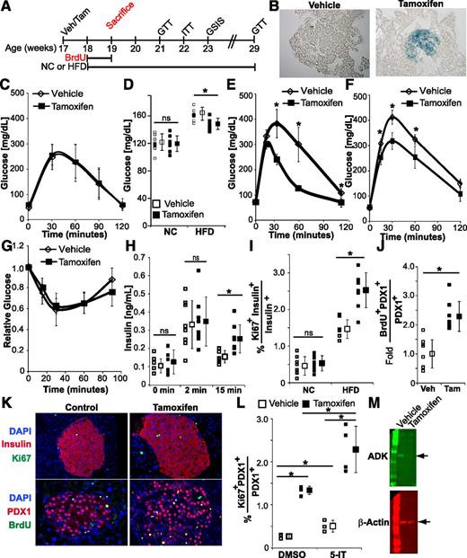 Figure 5. Conditional deletion of ADK in the β-cells of HFD-fed mice enhances glucose tolerance and β-cell replication. A: The temporal relationship of experiments performed on iβADKO mice (red text indicates male mice only). B: Representative β-galactosidase histochemistry in pancreatic sections obtained from vehicle- and tamoxifen-injected animals 1 week postinjection. C: IPGTT of NC-fed female mice treated with vehicle or tamoxifen (n = 8 mice/group; no significant differences observed). D: Fed glucose values obtained from 22-week NC- and HFD-fed (4 weeks) mice (n = 8 mice/group). E and F: IPGTT of 21-week (3 weeks of HFD) and 29-week (11 weeks of HFD) female mice (n = 8 mice/group), respectively. G: IPITT of HFD-fed female mice treated with vehicle or tamoxifen (n = 8 mice/group; no significant differences observed). H: In vivo GSIS measurements of HFD-fed female mice treated with vehicle or tamoxifen (n = 8 mice/group). I: β-Cell replication index of male NC- and HFD-fed iβADKO mice that received vehicle or tamoxifen treatment (n = 8 mice/group). J: β-Cell replication index of vehicle- and tamoxifen-treated HFD-fed male iβADKO mice (n = 8 mice/group). K: Representative images of pancreatic sections used for β-cell replication analysis. Images were obtained from vehicle- and tamoxifen-treated iβADKO mice stained for DAPI (blue), insulin (red), and ki67 (green) (top panels) or DAPI (blue), PDX-1 (red), and BrdU (green) (bottom panels). L: In vitro β-cell replication index of DMSO-treated and 5-IT–treated (2 μmol/L) islet cultures obtained from vehicle-injected (ADK-expressing) and tamoxifen-injected (ADK-deficient) mice (n = 3–4). M: Western blot of islet lysates from vehicle- and tamoxifen-injected mice for ADK and β-actin. *P < 0.05.