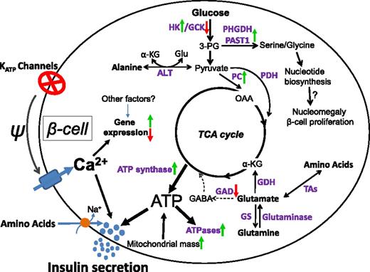 Figure 6. Diagram of KATPHI β-cell glucose and amino acid metabolism. In KATPHI, inactivating mutations of the β-cell KATP channels result in chronic β-cell depolarization and elevation of [Ca2+]i, which leads to alterations in fuel sensing and dramatic changes in fuel metabolism. Glycolysis is markedly increased, and the serine/glycine biosynthesis pathway is activated. The activation of a serine/glycine biosynthesis pathway may lead to increased nucleotide biosynthesis, β-cell nucleomegaly, and increased β-cell proliferation. KATPHI islets also have impaired GABA shunt and increased glutamine biosynthesis. Increased mitochondrial mass, oxygen consumption, and ATP synthase expression lead to high production of ATP. High rate of insulin release and increased expression of ATPases result in high ATP consumption. 3-PG, 3-phospoglycerate; α-KG, α-ketoglutarate; ALT, alanine transaminase; GDH, glutamate dehydrogenase; Glu, glutamate; GS, glutamine synthetase; OAA, oxaloacetate; PAST1, phosphoserine aminotransferase 1; PC, pyruvate carboxylase; PDH, pyruvate dehydrogenase; TAs, transaminases; TCA cycle, tricarboxylic acid cycle.