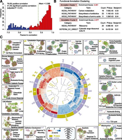 Figure 2. Temporal gene expression patterns during GK diabetes progression. A: Pearson correlation analysis of the temporal mRNA and protein expression of 746 overlapping DE genes. In total, 76.8% of genes were positively correlated, of which 41.3% were significantly correlated (adjusted P < 0.01). The mean Pearson correlation coefficient was 0.388. B: DAVID analysis of positively correlated DE genes revealed two enriched functional annotations primarily associated with carbon metabolism and ribosomes. No functional annotation was enriched for negatively correlated DE genes. C: Time course dynamic expression clustering analysis of DE genes. First, fold changes in DE genes were transformed into z scores. Next, the k-means clustering method was used to classify the genes into 12 mRNA and 9 protein patterns, displayed as a Circos figure. Functional enrichment analyses of the genes within each pattern were carried out by using EnrichmentMap software. The enriched GO functional groups are selectively highlighted with transparent pink (upregulated) and blue (downregulated) circles. ER, endoplasmic reticulum; ETC, electron transport chain; FA, fatty acid; IKK, IκB kinase; MAPKKK, mitogen-activated protein kinase kinase kinase; w, week.