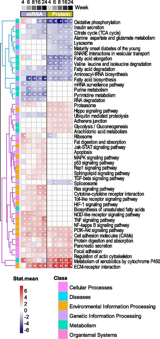Figure 3. Heat map of KEGG pathway enrichment analysis. Normalized counts/pseudocounts of the DE genes were subjected to GAGE analysis by using the Bioconductor package gage. Pathways with adjusted P values (Benjamini-Hochberg procedure) of <0.05 are indicated by asterisks. The Stat.mean values represent the averaged magnitude and direction of fold changes at the gene set level corresponding to the color-coded upregulated (red) and downregulated (blue) changes. KEGG pathway maps were used to perform classifications. Akt, protein kinase B; ECM, extracellular matrix; HIF-1, hypoxia-inducible factor 1; Jak, Janus kinase; MAPK, mitogen-activated kinase; PI3K, phosphatidylinositol 3-kinase; TGF, transforming growth factor; tRNA, transfer RNA.