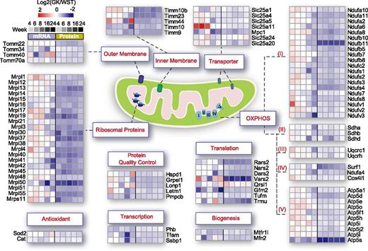 Figure 4. Mitochondrial signatures in GK islets. On the basis of the locations or biological functions of GO annotations, the mitochondria-related DE genes were mapped to the outer and inner membrane, membrane transporter, OXPHOS complex, ribosomal proteins, protein quality control, transcription, translation, biogenesis, and antioxidant. The heat maps for mRNA and protein expression at the five time points are color-coded according to the log2 fold-changes for GK vs. WST.