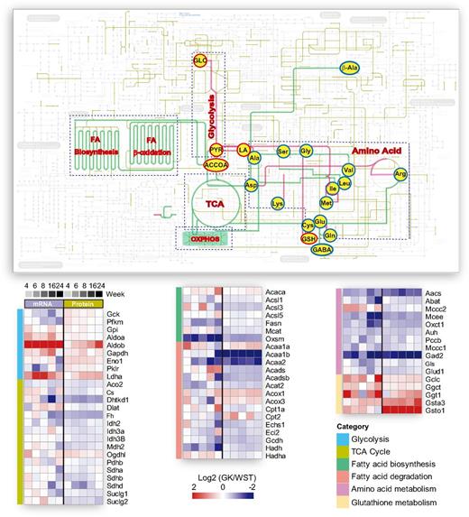 Figure 5. Metabolic overview of GK islets. DE enzymes were mapped on the KEGG global metabolism map. Gold lines represent differentially expressed metabolic enzymes. Metabolic pathways are selectively highlighted with pink and green lines representing upregulation and downregulation, respectively. The heat maps for mRNA and protein expression at five time points are displayed and grouped as glycolysis, TCA cycle, fatty acid biosynthesis, fatty acid degradation, amino acid metabolism, and glutathione metabolism. ACOOA, acetyl CoA; Ala, alanine; Arg, arginine; Asp, aspartic acid; Cys, cysteine; FA, fatty acid; GABA, γ-aminobutyric acid; GLC, glucose; Gln, glutamine; Glu, glutamic acid; GSH, glutathione; Gly, glysine; Ile, isoleucine; LA, lactate; Leu, leucine; Lys, lysine; Met, methionine; PYR, pyruvate; Ser, serine; Val, valine.