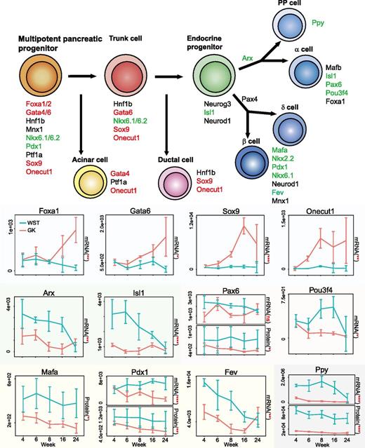 Figure 6. β-Cell neogenesis defects in GK rats. The illustration depicts an overview of pancreatic endocrine cell development, which was reconstructed by adapting a figure from a reference article (37) with minor modifications. The master transcription factors within each type of cell are listed; upregulation and downregulation are presented in red and green, respectively. Gene expression line chart data are mean ± SEM of repeated experiments (n = 3 [except for WST week 4 mRNA data where n = 2]). *P < 0.01, **P < 0.001, ***P < 0.0001 by adjusted ANOVA. ns, no significant difference between GK and WST; PP, pancreatic polypeptide.
