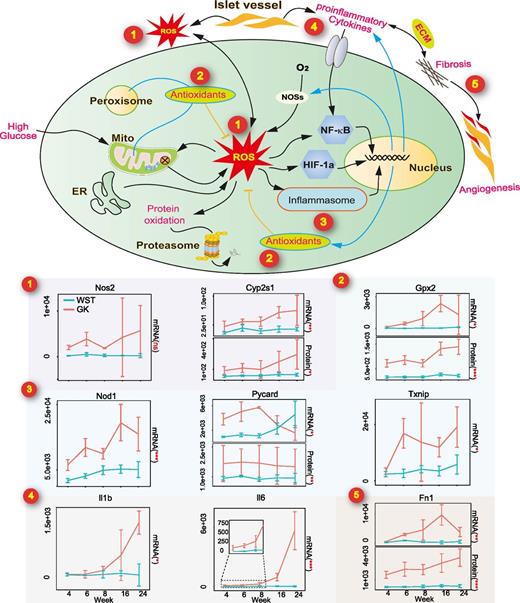 Figure 7. ROS and inflammation contribute to the pathogenesis of islet dysfunction in GK rats. The illustration depicts ROS signaling flux as a core hub linking metabolic dysfunction with islet inflammation and fibrosis. The time course gene expression data for several key genes involved in the generation of ROS, antioxidants, inflammation, and fibrosis are displayed as a line chart. Gene expression line chart data are mean ± SEM of repeated experiments (n = 3 [except for WST week 4 mRNA data where n = 2]). *P < 0.01, **P < 0.001, ***P < 0.0001 by adjusted ANOVA. ECM, extracellular matrix; ER, endoplasmic reticulum; HIF-1a, hypoxia-inducible factor 1a; Mito, mitochondrion; ns, no significant difference between GK and WST.
