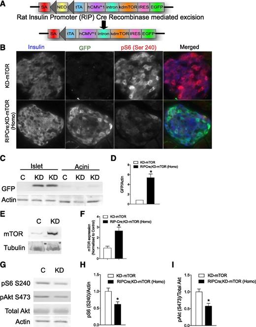 Figure 1. Expression of KD-mTOR mutant in β-cells reduces S6 phosphorylation. A: Transgene construct of the KD-mTOR and generation of β-cell–specific RIPCre;KD-mTOR mice. IRES, internal ribosome entry site; NEO, neomycin cassette; SA, splice-acceptor sequence. B: Recombination efficiency was assessed by EGFP expression in islets of RIPCre;KD-mTOR (Homo) mice. Adult pancreas was stained for insulin (blue), phosphorylated S6 (S240) (red), and GFP (green). Images shown are 40× magnification. C and D: Increased expression of GFP (transgene reporter) by Western blotting (C) in islets and acini from 3-month-old male RIPCre;KD-mTOR (Homo) (KD) and control (C) mice. Quantification of GFP to Actin is shown in D, n = 3. E and F: Immunoblotting and quantification for mTOR levels in adult islets from RIPCre;KD-mTOR (Homo) and control mice. G–I: Reduced phosphorylated S6 (S240) (G and H) and phosphorylated Akt (S473) (G and I) in adult islets from RIPCre;KD-mTOR (Homo) compared with control mice. Quantification is shown for phosphorylated S6 (S240) (H) and phosphorylated Akt (S473) (I). *P < 0.05 between RIPCre;KD-mTOR and control mice unless otherwise indicated. Statistical analyses were conducted using unpaired, nonparametric Mann-Whitney U test.