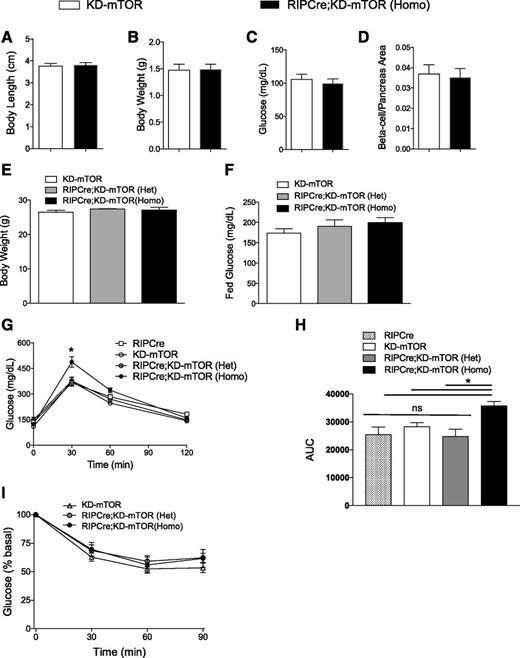Figure 2. RIPCre;KD-mTOR mice exhibit normal islet architecture and β-cell mass in neonates and glucose intolerance later in life. A–C: Body length, body weight, and glucose levels in newborn RIPCre;KD-mTOR (Homo) and control mice. D: β-Cell area (insulin positive)/pancreas area ratio between RIPCre;KD-mTOR (Homo) and littermate control mice. E and F: Normal body weight (E) and random blood glucose (F) levels in RIPCre;KD-mTOR (Het), RIPCre;KD-mTOR (Homo), and control mice. G: Twelve-week-old male RIPCre;KD-mTOR (Homo) mice showed impaired glucose tolerance via IP compared with RIPCre;KD-mTOR (Het) and littermate control mice fed a normal chow diet. H: Area under the curve (AUC) for G. I: Normal insulin sensitivity between all genotypes fed a normal chow diet. n = 4–10. Statistical analyses were conducted using two-way ANOVA in E, F, G, and I, showing only significant interaction and genotype differences between control and RIPCre;KD-mTOR (Homo) in G. Mann-Whitney U tests were done in A–D and H by prism. *P < 0.05 between RIPCre;KD-mTOR and control mice, unless otherwise indicated.