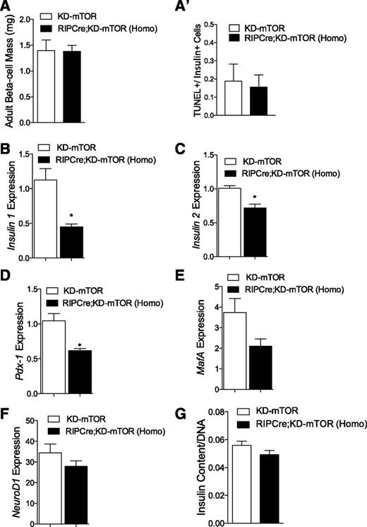 Figure 3. RIPCre;KD-mTOR mice have normal islet architecture, β-cell mass, and insulin content. A: Comparable β-cell mass between male RIPCre;KD-mTOR (Homo) and control mice. A’: RIPCre;KD-mTOR (Homo) and control islets showed normal levels of TUNEL+/insulin+ (apoptotic) cells. B–D: Significant reduction of insulin 1, insulin 2, and Pdx-1 mRNA transcripts. E and F: No significant changes were detected in MafA and NeuroD1 transcripts. G: Despite alterations in insulin and Pdx-1 mRNA levels, insulin content in islets of RIPCre;KD-mTOR (Homo) mice showed no significant difference compared with littermate control mice. Statistical analyses were conducted using unpaired, nonparametric Mann-Whitney U test. *P < 0.05 between RIPCre;KD-mTOR (Homo) and control mice, n = 4.