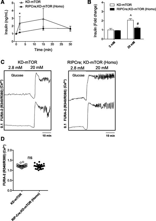Figure 4. RIPCre;KD-mTOR mice show impaired insulin secretion as a result of defects distal to calcium influx. A: RIPCre;KD-mTOR (Homo) mice showed blunted insulin secretion compared with littermate control mice in response to high glucose in vivo. B: Islets from RIPCre;KD-mTOR (Homo) mice also demonstrated blunted insulin secretion in response to high glucose compared with littermate control mice in vitro. C: Example of intracellular Ca2+ traces in islets preloaded with Fura2-AM from 12-week-old RIPCre;KD-mTOR (Homo) mice in response to 20 mmol/L glucose. D: Quantification of Ca2+ traces, reported as the emission ratio R340/R380, in response to 20 mmol/L glucose, n = 20 islets. Statistical analyses were conducted using unpaired, nonparametric Mann-Whitney U test. *P < 0.05 between RIPCre;KD-mTOR (Homo) and control mice. ^P < 0.05 between low and high glucose response. #P < 0.05 between RIPCre;KD-mTOR and control mice in high-glucose conditions. n = 5 for in vivo GSIS and n = 3 for animals in both in vitro GSIS and Ca2+ studies (∼18 islets per n were used).