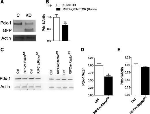 Figure 5. Islets from RIPCre;KD-mTOR mice have reduced Pdx-1 protein levels. A and B: Pdx-1 protein levels in islets from 4-month-old RIPCre;KD-mTOR (KD) compared with control (C) mice; quantification in B. C: Representative Western blots of Pdx-1 in islets from 3-month-old RIPCre;Rictorfl/fl and 1-month-old RIPCre;Raptorfl/fl mice compared with control (Ctrl) mice; quantification in D and E, respectively. Statistical analyses were conducted using unpaired, nonparametric Mann-Whitney U test. *P < 0.05, n = 3–6.