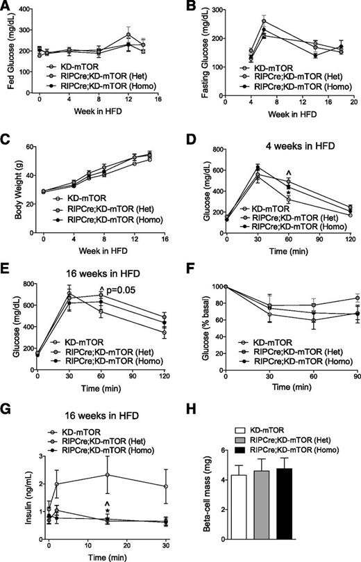 Figure 6. Abnormal adaptation of RIPCre;KD-mTOR mice to HFD. A and B: Random and fasting blood glucose during HFD. C: No differences in body weight were observed between genotypes. Both RIPCre;KD-mTOR (Het) and RIPCre;KD-mTOR (Homo) mice developed impaired glucose tolerance (D and E), insulin resistance (F), and blunted GSIS (G) in response to HFD in vivo. H: No alteration in β-cell mass in response to 16 weeks of HFD in vivo was observed between genotypes. Statistical analyses were conducted using two-way ANOVA for D, E, and F, and show significant genotype interaction in D. Individual time points were assessed by statistical analyses using unpaired, nonparametric Mann-Whitney U test. *P < 0.05 between RIPCre;KD-mTOR (Homo) and control mice; ^P < 0.05 between RIPCre;KD-mTOR (Het) and control mice; n = 6. 