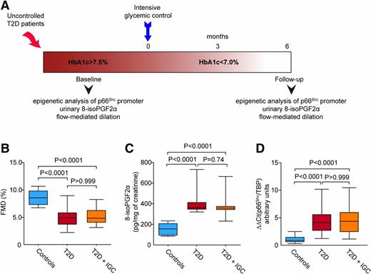 Figure 1. IGC does not affect endothelial dysfunction, oxidative stress, and p66Shc upregulation. A: Schematic showing the study design. Thirty-nine patients with uncontrolled T2D (HbA1c >7.5%) were consecutively enrolled in an outpatient setting. Patients were assigned to IGC for 6 months with the aim of achieving an HbA1c target of ≤7.0%. Brachial artery FMD, 24-h urinary excretion rates of 8-isoPGF2α, and p66Shc-related epigenetic changes in peripheral blood monocytes were assessed at baseline and follow-up. B: Box plots show median values of FMD of the brachial artery in control subjects (baseline) and patients with T2D at baseline and follow-up (T2D + IGC). C: Median 24-h urinary excretion rates of 8-isoPGF2α. P values for FMD and 8-isoPGF2α refer to Kruskal-Wallis test followed by Dunn’s post hoc test. D: Real-time PCR showing gene expression of the mitochondrial adaptor p66Shc in the various groups. Data are mean (SD). P values refer to one-way ANOVA followed by Bonferroni correction.