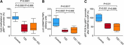 Figure 2. Persistent demethylation of p66Shc promoter. A: Bisulfite analysis showing CpG methylation of p66Shc promoter in control subjects and patients with T2D before and after IGC. B: Quantitative real-time (qRT) PCR showing gene expression of the methyltransferase DNMT3b in the three groups. C: Interaction between DNMT3b and p66Shc promoter as shown by ChIP assay. All determinations were performed in peripheral blood monocytes. Data are mean (SD). P values refer to one-way ANOVA followed by Bonferroni correction.