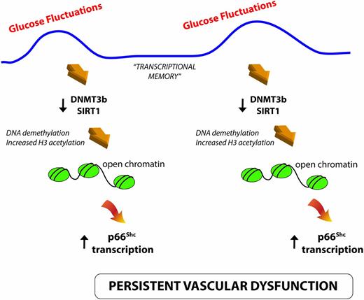 Figure 5. Role of glycemic variability in persistent vascular dysfunction. In patients with T2D with target HbA1c values, continuous glucose fluctuations cause downregulation of chromatin-modifying enzymes DNMT3b and SIRT1 and subsequent epigenetic changes, namely reduced DNA methylation and increased H3 acetylation. Such epigenetic marks favor an open chromatin, leading to enhanced p66Shc transcription, oxidative burst, and persistent vascular dysfunction despite IGC. Therefore, glycemic variability maintains an epigenetic-driven transcriptional memory that may contribute to the progression of diabetic vascular complications in this setting.