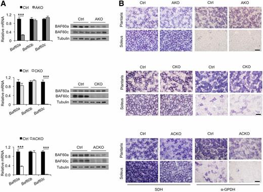 Figure 1. Role of Baf60a and Baf60c in skeletal muscle energy metabolism. A: Baf60a and Baf60c mRNA and protein expression in quadriceps muscles from AKO (n = 3), CKO (n = 6), and ACKO (n = 4–5) mice and their respective littermate controls (Ctrl). Data represent mean ± SEM. ***P < 0.001. B: Representative histochemical staining of SDH (left) and α-GPDH (right) enzymatic activity in plantaris and soleus muscles. Scale bars, 100 μm.