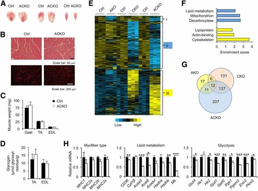 Figure 2. Regulation of skeletal muscle transcriptome by Baf60a and Baf60c. A: Morphology of gastrocnemius (left), quadriceps (middle), and soleus (right) muscles from control (Ctrl) and ACKO mice. B: H&E (top) and Laminin B immunofluorescent (bottom) staining of tibialis anterior (TA) muscle sections. C and D: Weight (C) and glycogen content (D) of gastrocnemius (Gast), TA, and EDL muscles from chow-fed control and ACKO mice (n = 4–5). E: Heat map representation of Baf60-regulated genes in skeletal muscle. F: Enrichment score for the downregulated (cluster II, blue) and upregulated (cluster III, yellow) genes in panel E. G: Venn diagram representation of Baf60-regulated genes. H: qPCR analysis of myofiber type (left), lipid metabolism (middle), and glycolysis (right) gene expression in quadriceps muscles in control and ACKO mice (n = 4–5). Data in C, D, and H represent mean ± SEM. *P < 0.05, **P < 0.01, ***P < 0.001.