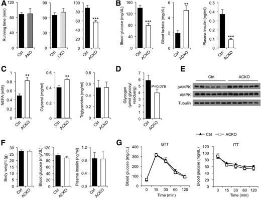 Figure 3. Conditional inactivation of Baf60s impairs exercise endurance. A: Running time until exhaustion in control (Ctrl) and conditional knockout mice; AKO (n = 4–6), CKO (n = 4–6), ACKO (n = 7–9). B: Postrunning blood glucose, lactate, and plasma insulin levels in control and ACKO mice (n = 7–9). C: Postrunning plasma NEFA, glycerol, and TAG levels in control and ACKO mice (n = 6). D: Postrunning glycogen content in tibialis anterior muscles (n = 5–6). E: Immunoblots of quadriceps muscle total protein lysates from control and ACKO mice following exercise. F: Body weight (left, n = 5–7), fasting blood glucose (middle, n = 4–8), and ad libitum plasma insulin (right, n = 7–9) levels from chow-fed control and ACKO mice. G: GTT (left, n = 7) and ITT (right, n = 7–12) in mice fed with chow diet. Data in A–D, F, and G represent mean ± SEM. **P < 0.01, ***P < 0.001.