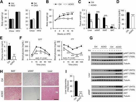 Figure 4. ACKO mice are protected from HFD-induced metabolic disorders. A: Body weight of AKO (left, n = 9–10) and CKO (right, n = 9–17) mice and their respective controls (Ctrl) before and after 16 weeks of HFD feeding. B: Body weight curve of control and ACKO mice (n = 10–14) fed with HFD for 16 weeks. C: Tissue weight of control and ACKO mice (n = 10–14) fed with HFD for 16 weeks. D and E: Fasting blood glucose (D) and plasma insulin (E) concentrations in mice fed with HFD for 12 weeks (n = 10–14). F: GTT (left) and ITT (right) in mice fed with HFD for 20 weeks (n = 6). G: Immunoblots of total protein lysates from HFD-fed mice injected with saline or insulin (Ins, 1 unit kg−1) for 10 min. H: H&E staining of tissue sections. Scale bars, 200 μm. I: Liver TAG content in HFD-fed mice (n = 7–9). Data represent mean ± SEM. AUC, area under the curve; Quad, quadriceps muscle. *P < 0.05, **P < 0.01, ***P < 0.001.