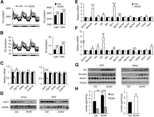 Figure 6. Conditional inactivation of Baf60a and Baf60c in skeletal muscle increases metabolic rate in ACKO mice. A and B: Oxygen consumption rate (VO2) (A) and energy expenditure (EE) (B) in control (Ctrl) and ACKO mice fed with HFD for 1 week (n = 8). C: qPCR analysis of BAT gene expression in mice fed with standard chow (left, n = 4–5) or HFD for 12 weeks (right, n = 5–11). D: Immunoblots of BAT total protein lysates from mice as described in C. E: qPCR analysis of quadriceps gene expression in HFD-fed mice (n = 6–7). F: qPCR analysis of quadriceps gene expression in chow-fed old mice (n = 6–7). G: Immunoblots of total muscle protein lysates from the HFD-fed (left) and aging (right) cohorts. H: Left, lactate production in ex vivo cultured EDL muscle treated with vehicle (Veh) or dantrolene (DAN) (100 μmol/L) for 3 h. Right, DAN-inhibitable lactate production rate calculated from data on the left. Data in A–C, E, F, and H represent mean ± SEM. *P < 0.05, **P < 0.01, ***P < 0.001.