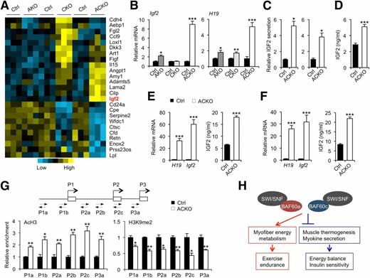 Figure 7. Baf60 deficiency enhances the expression and secretion of IGF2. A: Heat map representation of Baf60-regulated genes encoding secreted factors. B: qPCR analysis of gene expression in quadriceps muscle from AKO (n = 3), CKO (n = 6), ACKO (n = 4–5) mice and their littermate controls (Ctrl) on standard chow diet. C: IGF2 secretion in ex vivo cultured soleus (left) or plantaris (right) muscles. D: Plasma IGF2 concentration in chow-fed control and ACKO mice (n = 4–5). E: qPCR analysis of quadriceps gene expression in HFD-fed mice (left, n = 5–11) and plasma IGF2 concentrations in HFD-fed mice (right, n = 7–9). F: qPCR analysis of quadriceps gene expression (left) and plasma IGF2 levels (right) in old control and ACKO mice (n = 6–7). G: ChIP assays on control and ACKO muscle nuclei using antibodies against histone 3 acetylation (AcH3) and H3K9 demethylation (H3K9me2). Location of primers on the proximal regions of three IGF2 promoters is shown. H: Schematic model demonstrating the regulation of exercise preformation and systemic energy homeostasis by Baf60a and Baf60c. Data in B–G represent mean ± SEM. *P < 0.05, **P < 0.01, ***P < 0.001.