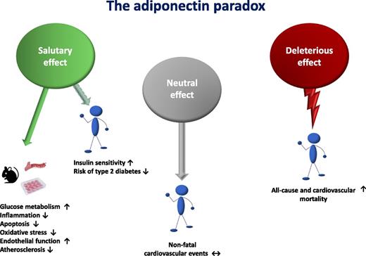Figure 1. The adiponectin paradox. Quite unexpectedly, given its salutary effects on glucose metabolism, inflammation, and several atherosclerotic processes reported by basic science studies, adiponectin seems to be a mere marker of reduced insulin resistance and type 2 diabetes, with no pathogenic role on these metabolic abnormalities (as stressed by the dashed arrow). Even more unexpected are reports showing that adiponectin exerts a neutral effect on nonfatal cardiovascular events and, paradoxically, a deleterious role on both all-cause and cardiovascular mortality.