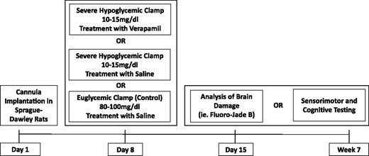 Figure 1. Experimental protocol. Arterial and venous catheters were implanted into Sprague-Dawley male rats (225–250 g) 1 week before the glycemic clamp. Rats were randomized 1 week later to one of three treatments: 1) control (saline) hyperinsulinemic-euglycemic (EU, 80–100 mg/dL) clamps (n = 14), 2) control (saline) hyperinsulinemic-hypoglycemic (SH, 10–15 mg/dL) clamps (n = 16), or 3) similar SH clamps followed by a single treatment with verapamil (20 mg/dL; SH+VER) (n = 11). One cohort of rats was sacrificed 7 days after the glycemic clamps to assess neuronal damage by FJB. A second cohort of similarly treated rats underwent sensorimotor and cognitive testing 6 weeks after the glycemic clamp.
