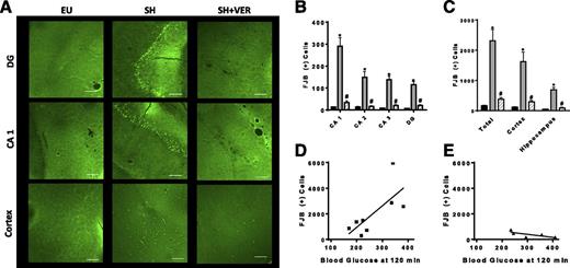 Figure 3. Verapamil treatment prevented severe hypoglycemia-induced brain damage. A: Representational images show FJB staining of the dentate gyrus (DG) and cornu ammonis (CA) in one region of the hippocampus and the sensorimotor region of the cortex for each treatment group, EU (n = 7), SH (n = 8), and SH+VER (n = 5). Positive cells are apple green and brighter than the background. Scale bars = 100 μm. B: The number of FJB+ cells was quantified in all major areas of the hippocampus. There was a significant increase of FJB+ cells in all quantified areas of the hippocampus with SH treatment (gray bar) compared with EU (black bar). The amount of FJB+ cells in every quantified area of the hippocampus was significantly reduced in SH+VER (gray stripe bar) compared with SH. EU and SH+VER were not statistically different in any area of the hippocampus. *P < 0.001 SH vs. EU; #P < 0.001 SH+VER vs. SH. C: Cortex FJB+ cells refer to FJB+ cells lying within layers I–III of the cortex. Total FJB+ cells are the summed total of cortex and hippocampus FJB+ cells. SH significantly increased the amount of FJB+ cells in the total hippocampus, cortex, and total brain compared with EU. In the total hippocampus, cortex, and total brain, the number of FJB+ cells was markedly reduced in SH+VER compared with SH. EU and SH+VER were not statistically different in the total hippocampus, cortex, and total brain. *P < 0.001 SH vs. EU; #P < 0.001 SH+VER vs SH. D: In the SH (-■-) group, the number of FJB+ cells was positively correlated with the blood glucose concentration at 120 min (r2 = 0.52, P < 0.05). E: With SH+VER (-▲-), the number of FJB+ cells was not correlated with blood glucose levels at 120 min (r2 = 0.53, P = NS vs. a slope of zero).