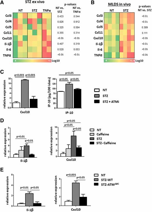 Figure 4. DDR through ATM induces proinflammatory cytokine expression in islets. A: Heat map presentation of qPCR of T1D-associated cytokines. Cultured mouse islets were treated with 5 mmol/L STZ or TNF-α for 1 h (pools of three different mice each). The t test P values are listed for each gene. B: Heat map presentation of qPCR of T1D-associated cytokines. Islets were harvested and analyzed after five daily STZ injections (20 mg/kg). The t test P values are listed for each gene. C: qPCR analysis of Cxcl10 performed on isolated wild-type mouse islets treated with 5 mmol/L STZ and 10 μmol/L KU55933 (ATMi) for 48 h. Error bars represent 1 SEM. Only statistically significant relations are connected. Also shown is an ELISA analysis of IP-10 performed on medium supernatants from the same experiment. Error bars represent 1 SEM. Only statistically significant relations are connected. D: qPCR analyses of IL-1β and Cxcl10 performed on islets from wild-type mice, untreated (NT) (saline injections) mice, and mice injected with caffeine (50 mg/kg), injected with STZ (20 mg/kg), and coinjected with STZ and caffeine (STZ-caffeine). All treatments were given for 5 consecutive days. Mice were sacrificed after the last injection. Error bars represent 1 SEM. Only statistically significant relations are connected. E: qPCR analyses of IL-1β and Cxcl10 performed on islets from NT wild-type mice (saline injections), wild-type mice injected with STZ (STZ-WT), and ATMΔBC mice injected with STZ (STZ-ATMΔBC). STZ (20 mg/kg) was injected for 5 consecutive days. Mice were sacrificed after the last injection. Error bars represent 1 SEM. Only statistically significant relations are connected.