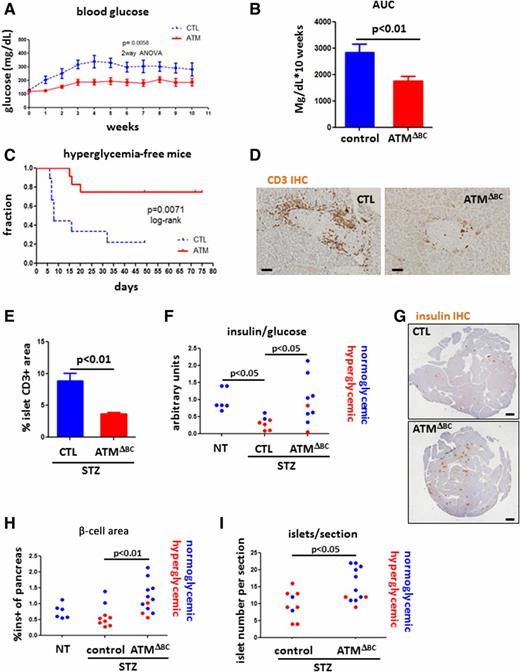 Figure 5. Attenuated development of STZ diabetes in mice with ATM-deficient β-cells. A: Average blood glucose levels of control (CTL) (n = 9) and ATMΔBC (n = 12) mice subjected to MLDS-STZ. Graph starts with the 1st day of five consecutive daily low-dose STZ injections. Shown are the combined results of three different iterations of the experiment. Error bars represent 1 SEM. B: Average area under the curve (AUC) of the glucose measurements in A (CTL, n = 9; ATMΔBC, n = 12). C: Hyperglycemia-free survival curve of CTL (n = 9) and ATMΔBC (n = 12) mice subjected to MLDS. Hyperglycemic mice were defined by more than two consecutive measurements of glucose >250 mg/dL. D: Representative images from immunostaining for CD3. Scale bars = 20 μm. E: Quantification of the immunostaining in D (CTL, n = 2; ATMΔBC, n = 3). Error bars represent 1 SEM. F: Insulin/glucose ratio in the blood of nontreated (NT) (CTL, n = 3; ATMΔBC, n = 3), STZ-injected CTL (n = 7), and STZ-injected ATMΔBC (n = 9) mice. G: Insulin immunostaining in STZ-treated CTL and ATMΔBC mice. Scale bars = 1 mm. H: Quantification of the staining in E. I: Number of islets per section as determined by inspection of hematoxylin-eosin–stained sections of STZ-injected CTL (n = 9) and STZ-injected ATMΔBC (n = 12) mice. IHC, immunohistochemistry; ins+, insulin positive.