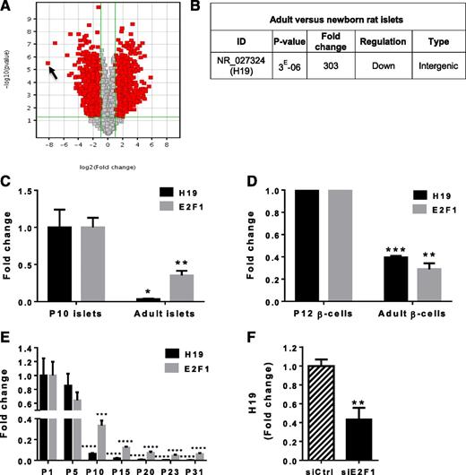 Figure 1. Comparison of lncRNA expression in islets from 10-day-old rats and adult rats and regulation of H19 expression. A: Volcano plot representing the lncRNAs that are differentially expressed between P10 and adult islets. Upregulated or downregulated transcripts are depicted in red (nominal P value <0.05; fold change ≥│2│). The arrow points to H19. B: The P value, fold change, regulation, and type of lncRNA selected. The expression of H19 and E2F1 was measured by quantitative RT-PCR in P10 and adult islets (C) or in purified β-cells sorted with a FACS (P12 β-cells) (D). E: Expression of H19 and E2F1 in islets from rats at the indicated ages was determined by quantitative RT-PCR, normalized to 18S, and expressed as fold change versus P1. F: Dissociated islet cells from P10 rats were transfected with a small interfering RNA against green fluorescent protein (siCtrl) or E2F1 (siE2F1) for 48 h. The expression of H19 was measured by quantitative RT-PCR and expressed as fold change compared with expression of H19 in the control. The results are the mean ± SEM of three (D) or four (C, E, F) independent experiments per group. *P < 0.05, **P < 0.01, ***P < 0.001, ****P < 0.0001 (Student t test or one-way ANOVA with the Dunnett post hoc test when more than two sets of data were analyzed).