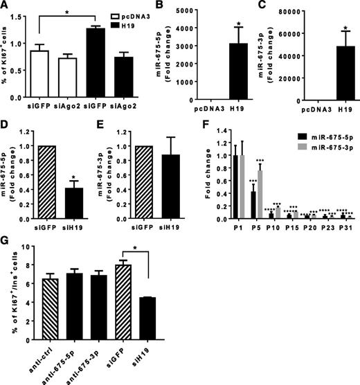 Figure 3. Involvement of miRNAs in H19 action. A: INS832/13 cells were cotransfected with a small interfering RNA (siRNA) against green fluorescent protein (siGFP) or Ago2 (siAgo2) and a control plasmid (pcDNA3) or a plasmid overexpressing H19. After 48 h, the fraction of proliferating cells was determined by scoring Ki67-positive cells. B and C: INS832/13 cells were transfected for 48 h with a control plasmid (pcDNA3) or a plasmid expressing H19. D and E: Dissociated islet cells from P5 rats were transfected for 48 h with siGFP or siH19. miR-675-5p and miR-675-3p levels were measured by quantitative RT-PCR, normalized to those of miR-130b-3p, and expressed as fold change vs. the control condition (siGRP column) or P1 levels for the postnatal islet time course expression (F). G: Dissociated islet cells from P5 rats were transfected with a control, with an miR-675-5p or miR-675-3p inhibitor, or with siGFP or siH19. After 48 h, the fraction of proliferating insulin-expressing cells was assessed by scoring Ki67-positive cells. The results are the mean ± SEM of three (A–E) or five (F and G) independent experiments. Statistically significant differences from the control conditions were determined by using the Student t test or one-way ANOVA with a Dunnett (A and F) or Tukey (G) post hoc test when more than two sets of data were analyzed. *P < 0.05, ***P < 0.001, ****P < 0.0001.