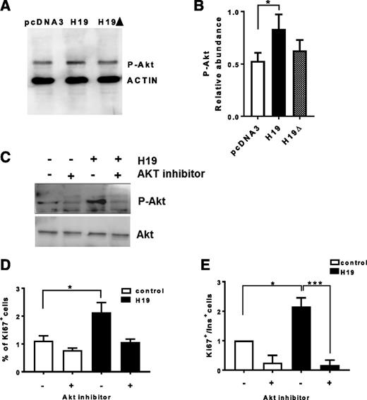Figure 5. H19 induces β-cell proliferation through Akt activation. A: Representative Western blotting of Akt phosphorylation at Thr-308 (P-Akt) in INS832/13 cells transfected with a control plasmid (pcDNA3), a plasmid overexpressing H19, or an H19 form without two binding sites for let-7 (H19∆). B: Western blotting was analyzed by using densitometry, and the abundance of P-Akt bands was normalized to that of actin α. C–E: INS832/13 cells (C and D) or primary rat islet cells (E) were transfected with a control plasmid (pcDNA3) or a plasmid expressing H19. After 48 h, cells were or were not exposed for 2 h to 10 μmol/L Akt inhibitor (ab142088). C: Representative Western blotting of AKT phosphorylation at Ser-478 (P-Akt) and Akt protein expression. D and E: The fraction of proliferating insulin-expressing cells was assessed by scoring those that were positive for Ki67. The results are the mean ± SEM of three (D and E) or four (B) independent experiments. Statistically significant differences from the control conditions were assessed by using the Kruskal-Wallis test with a Dunn post hoc test (B) or one-way ANOVA with the Dunnett post hoc test (D and E). *P < 0.05; ***P < 0.001.