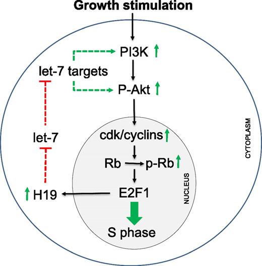 Figure 8. Model representing our view of the role of H19 in the control of β-cell proliferation. We propose a positive feedback loop, whereby growth stimuli activate PI3K and trigger Akt phosphorylation (P-Akt). This induces the activation of cyclin–cdk complexes that phosphorylate retinoblastoma tumor suppressor protein (Rb), causing the release and activation of E2F1. This results in an increase in the expression of H19, which binds let-7, relieving the repression of these miRNA targets and further enhancing the activation of the PI3K/Akt pathway and cell cycle entry. Solid arrows indicate proven interactions; dotted lines represent putative mechanisms inferred from our observations. p-Rb, phosphorylated retinoblastoma tumor suppressor protein. Green lines indicate stimulatory effects and red lines, inhibitory effects.