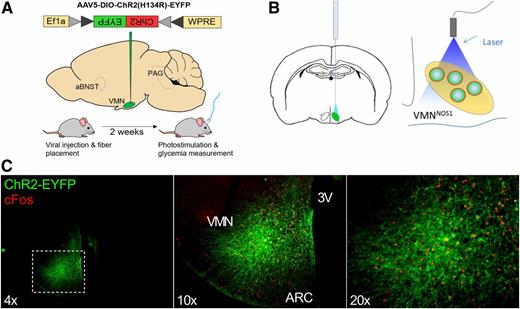 Figure 1. Strategy for photoactivation of VMNNOS1 neurons and verification of VMN targeting. Schematic demonstrating unilateral microinjection of the Cre-dependent ChR2-YFP or YFP control virus targeting the VMN of Nos1-Cre+ mice (A) and fiberoptic placement dorsal to the injection site (B). C: Representative images indicating unilateral infection and expression of ChR2-EYFP and light-induced c-Fos restricted to the VMN of Nos1-Cre+ mice. 3V, third ventricle; ARC, arcuate nucleus.