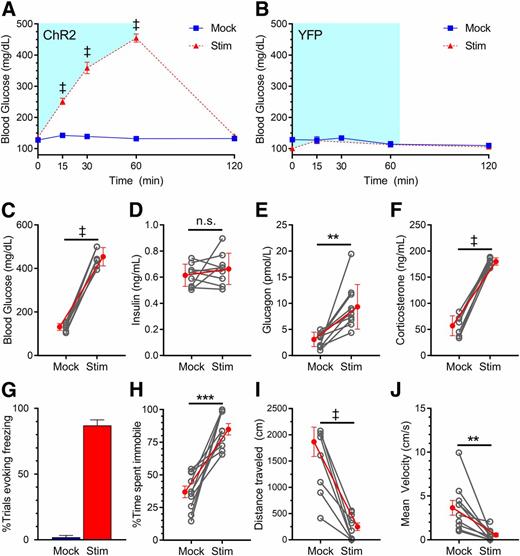 Figure 2. Photoactivation of VMNNOS1 neurons elicits both glucose CRRs and defensive freezing immobility. Blood glucose levels during unilateral laser off (mock) and laser-induced stimulation (Stim) of VMNNOS1 neurons in ChR2-YFP–injected (n = 10) (A) or YFP control–injected (n = 3) (B) animals. Blue shading represents the duration of laser stimulation. Blood glucose values from ChR2-YFP animals at the 60-min time point (C) during which tail blood was collected for measurement of insulin (D), glucagon (E), and corticosterone (F). G: Percentage of photoactivation trials evoking freezing. Percentage of time spent immobile (H), total distance traveled (I), and average velocity (J) during mock and photostimulation. Values are mean ± SEM. P values by two-way ANOVA (A and B) or two-tailed, paired Student t test (C–J). **P < 0.01; ***P < 0.001; ‡P < 0.0001.