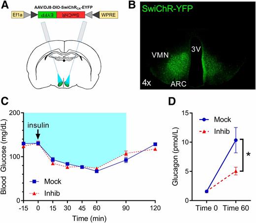 Figure 3. Photoinhibition of VMNNOS1 neurons selectively impairs glucagon responses during insulin-induced hypoglycemia. A: Schematic demonstrating bilateral microinjection of the Cre-dependent inhibitory SwiChR-YFP virus, and fiberoptic placement dorsal to the injection site, targeting the VMN of Nos1-Cre+ mice. B: Representative image of EYFP fluorescence showing bilateral infection and expression within the VMN of Nos1-Cre+ mice. C: Blood glucose levels in Nos1-Cre+ mice during bilateral laser off (Mock) or laser-induced inhibition (Inhib) of VMNNOS1 neurons. Blue shading represents duration of laser-induced inhibition. D: Changes in glucagon levels during insulin-induced hypoglycemia during mock and photoinhibition of VMNNOS1 neurons (n = 12 for all). Values are mean ± SEM. P values by two-way ANOVA. *P < 0.05. 3V, third ventricle; ARC, arcuate nucleus.