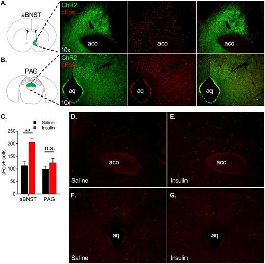 Figure 4. VMNNOS1 neurons project to and activate neurons in both the aBNST and the PAG, and insulin-induced hypoglycemia increases c-Fos expression within the aBNST. Fluorescently labeled projections of ChR2-expressing VMNNOS1 neurons in the aBNST (A, left panel) and PAG (B, left panel). Photoactivation of upstream VMNNOS1 neurons for 60 min elicits robust c-Fos expression in these regions (A and B, middle panel and merged right panel). C: Quantification of c-Fos+ cells in the aBNST and PAG of C57Bl/6J male mice after i.p. saline (n = 4) or insulin (n = 6; 1.5 units/kg). Representative magnification ×10 of c-Fos induction in the aBNST (D and E) and PAG (F and G) after i.p. saline (left) or insulin (right). Magnification 10×. Values are mean ± SEM. Two-tailed, unpaired Student t test for each brain region. **P < 0.01. aco, anterior commissure; aq, cerebral aqueduct.