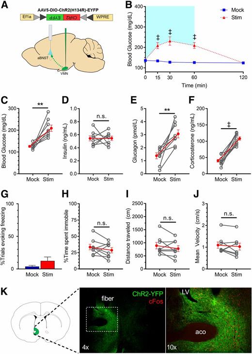 Figure 5. Photoactivation of VMNNOS1→aBNST projections selectively promotes hyperglycemia by activating CRRs, without eliciting freezing immobility. A: Schematic for laser off (mock) or laser-induced stimulation (Stim) of VMNNOS1 terminals in the aBNST (VMNNOS1→aBNST). B: Blood glucose levels during ipsilateral mock and photoactivation of VMNNOS1→aBNST terminals. Blue shading represents the duration of laser-induced stimulation. Blood glucose values at the 60-min time point (C) during which tail blood was collected for measurement of insulin (D), glucagon (E), and corticosterone (F). G: Percentage of photoactivation trials evoking freezing. Percentage of time spent immobile (H), total distance traveled (I), and average velocity (J) during mock and photostimulation (n = 8 for all). K: Representative image indicating terminals of ChR2-expressing VMNNOS1 neurons within the ipsilateral aBNST and light-induced c-Fos within the aBNST. Values are mean ± SEM. P values by two-way ANOVA (B) and two-tailed, paired Student t test (C–J). **P < 0.01; ‡P < 0.0001. aco, anterior commissure; LV, lateral ventricle.