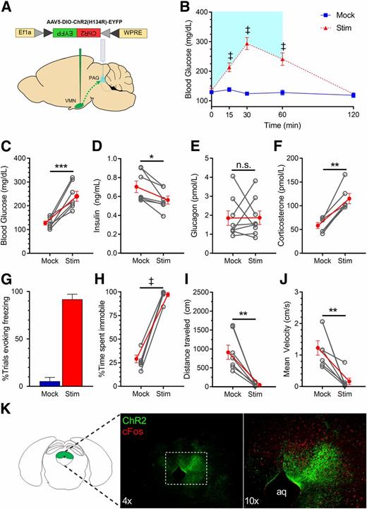 Figure 6. Photoactivation of VMNNOS1→PAG projections elicits defensive freezing immobility. A: Schematic for laser off (mock) or light-induced stimulation (Stim) of VMNNOS1 terminals in the PAG (VMNNOS1→PAG). B: Blood glucose levels during ipsilateral mock and photoactivation of VMNNOS1→PAG terminals. Blue shading represents the duration of laser-induced stimulation. Blood glucose values at the 60-min time point (C) during which tail blood was collected for measurement of insulin (D), glucagon (E), and corticosterone (F). G: Percentage of photoactivation trials evoking freezing. Percentage of time spent immobile (H), total distance traveled (I), and average velocity (J) during mock and photostimulation (n = 8 for all). K: Representative image indicating terminals of ChR2-expressing VMNNOS1 neurons in the PAG and light-induced c-Fos within the PAG. Values are mean ± SEM. P values by two-way ANOVA (B) and two-tailed, paired Student t test (C–J). *P < 0.05; **P < 0.01; ***P < 0.001; ‡P < 0.0001. aq, cerebral aqueduct.