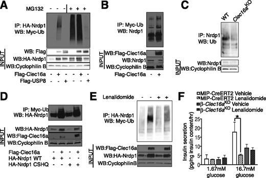 Figure 2. Clec16a promotes the ubiquitination of Nrdp1. A: Representative Western blot (WB) of in vivo ubiquitination assay of overexpressed HA-Nrdp1 performed in HEK293T cells transfected with Myc-tagged ubiquitin (Myc-Ub), Flag–empty vector, Flag-Clec16a, or Flag-USP8 (as well as whole-cell lysate HA-Nrdp1, Flag-Clec16a, and Flag-USP8 levels) treated with DMSO (-) or 20 μmol/L MG132 (+) overnight. n = 3/group. B: Representative Western blot of in vivo ubiquitination assay of endogenous Nrdp1 performed in 293T cells transfected with Myc-ubiquitin and Flag–empty vector or Flag-Clec16a (as well as whole-cell lysate Nrdp1 and Flag-Clec16a levels). n = 3/group. C: Representative WB of in vivo endogenous ubiquitination assay of endogenous Nrdp1 ubiquitination performed in primary dermal fibroblasts derived from WT and Clec16a-deficient mice (as well as whole-cell lysate Nrdp1 levels). n = 3/group. D: Representative Western blot of in vivo ubiquitination assay of overexpressed HA-WT or C34S H36Q mutant (CSHQ) Nrdp1 performed in HEK293T cells transfected with Myc-ubiquitin and Flag–empty vector or Flag-Clec16a (as well as whole-cell lysate HA-Nrdp1 and Flag-Clec16a levels). n = 3/group. E: Representative Western blot of in vivo ubiquitination assay of overexpressed HA-Nrdp1 performed in HEK293T cells transfected with Myc-ubiquitin and Flag–empty vector or Flag-Clec16a (as well as whole-cell lysate HA-Nrdp1 and Flag-Clec16a levels) treated with DMSO (−) or 10 μmol/L lenalidomide (+) for 24 h. n = 3/group. F: GSIS after static incubations in 1.67 mmol/L and 16.7 mmol/L glucose performed in isolated MIP-CreERT2 control or β-Clec16aKO islets pretreated with vehicle (DMSO) or 10 μmol/L lenalidomide for 24 h (hr) (n = 4/group). *P < 0.05 nonpaired Student t test. IP, immunoprecipitation.