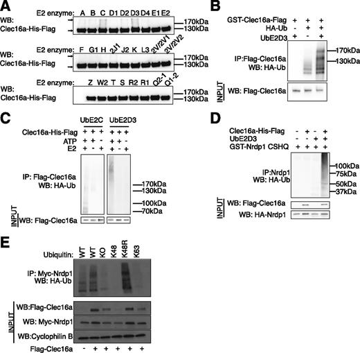 Figure 3. Clec16a possesses E3 ligase activity and directly ubiquitinates Nrdp1 via a non-K48 linkage. A: Representative α-Flag Western blot (WB) from purified Clec16a-6xHis-Flag protein after incubation in vitro with ATP, ubiquitin, E1, and 26 unique E2-conjugating enzymes at 37°C for 1 h. Arrows demarcate both the expected and novel high–molecular weight Clec16a proteins identified by Western blot. n = 3/group. B and C: Representative Western blot of in vitro ubiquitination assay of recombinant GST-Clec16a-Flag (B) or Clec16a-6xHis-Flag (C) protein after incubation with ATP, HA-ubiquitin (HA-Ub), and E1 in the presence or absence of E2 conjugation enzymes UbE2D3 and/or UbE2C at 37°C for 1 h. n = 3/group. D: Representative Western blot of in vitro ubiquitination assay of recombinant GST-Nrdp1-CSHQ after incubation with ATP, HA-ubiquitin, and E1 in the presence or absence of UbE2D3 and recombinant Clec16a-6xHis-Flag at 37°C for 1 h. n = 3/group. E: Representative WB of in vivo ubiquitination assay of overexpressed Myc-tagged Nrdp1 (Myc-Nrdp1) performed in HEK293T cells transfected with Flag–empty vector or Flag-Clec16a in the presence of HA-WT ubiquitin as well as ubiquitin mutants with all lysines converted to arginines (KO), ubiquitin only capable of K48-linked ubiquitination (K48), ubiquitin incapable of K48-linked ubiquitination (K48R), or ubiquitin only capable of K63-linked ubiquitination (K63) (as well as whole-cell lysate Myc-Nrdp1 and Flag-Clec16a levels). n = 3/group. IP, immunoprecipitation.